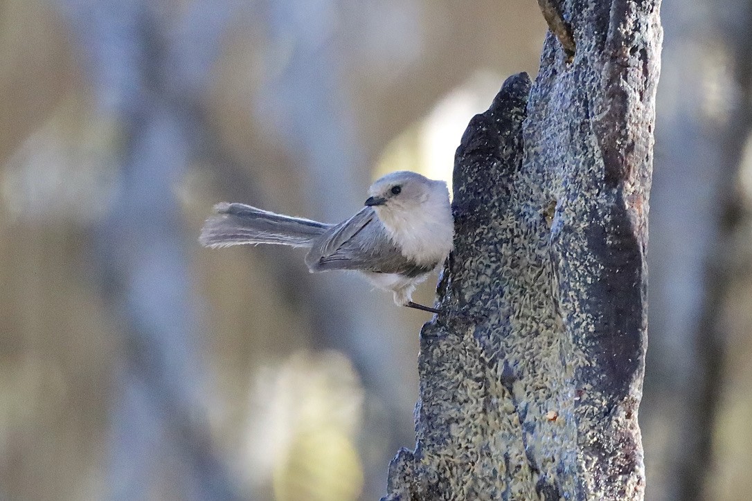 Bushtit - ML634781050