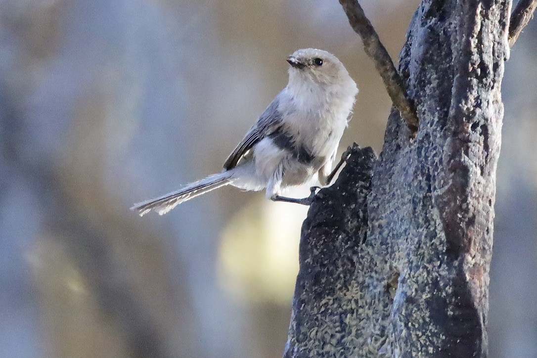 Bushtit - ML634781051