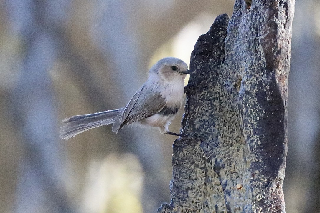 Bushtit - ML634781052