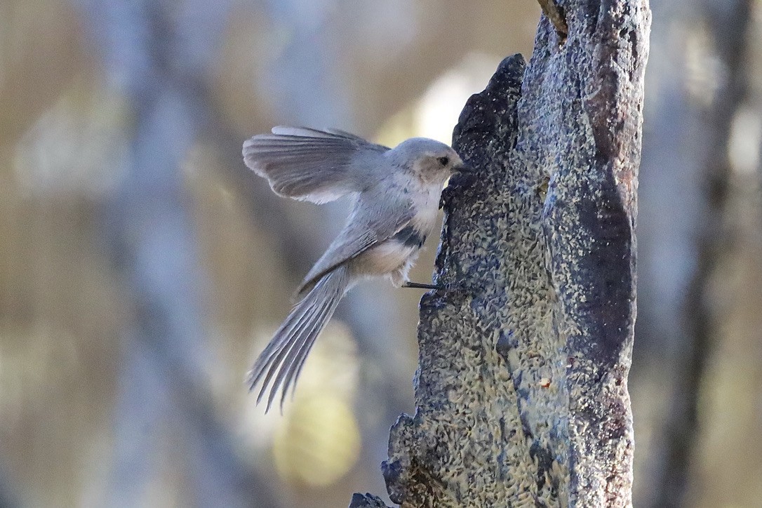 Bushtit - ML634781053