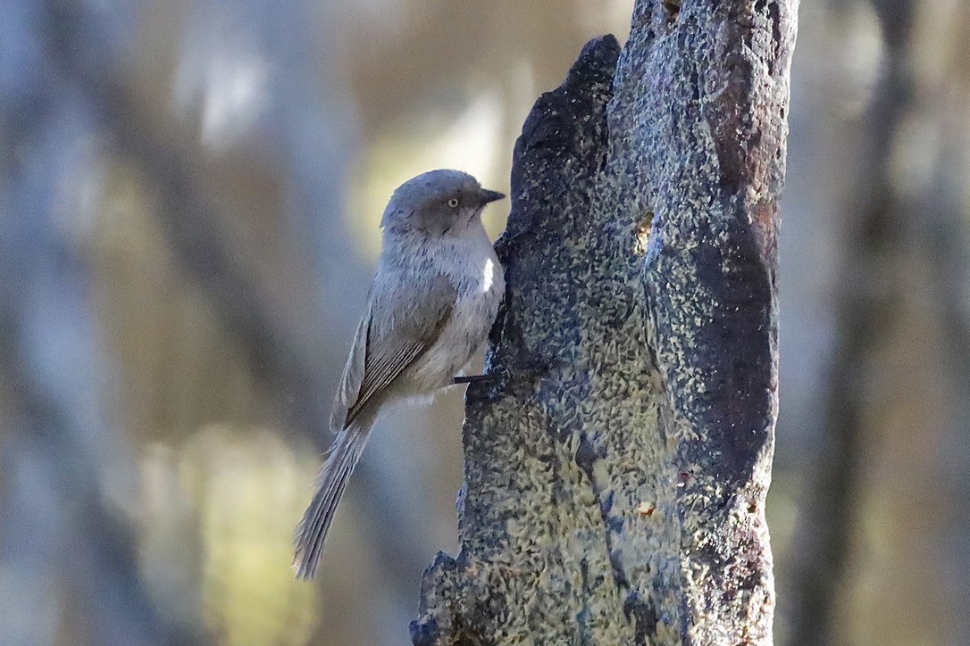 Bushtit - ML634781067