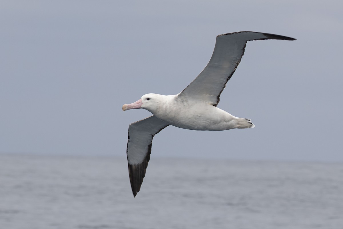 Antipodean Albatross (Gibson's) - ML634781095