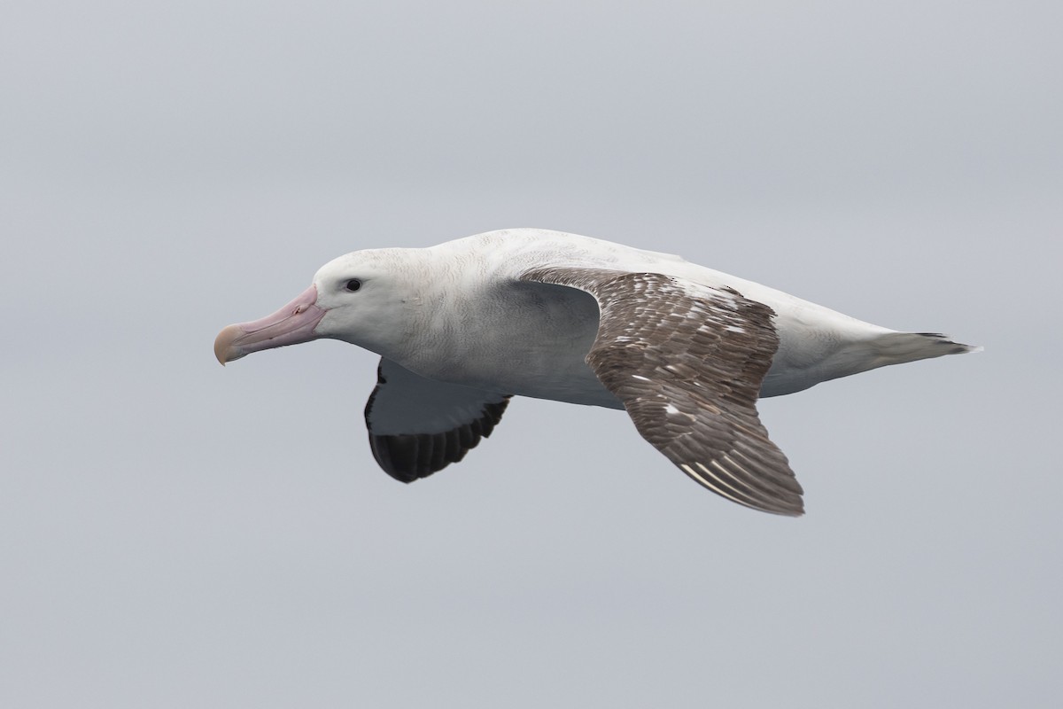 Antipodean Albatross (Gibson's) - ML634781096
