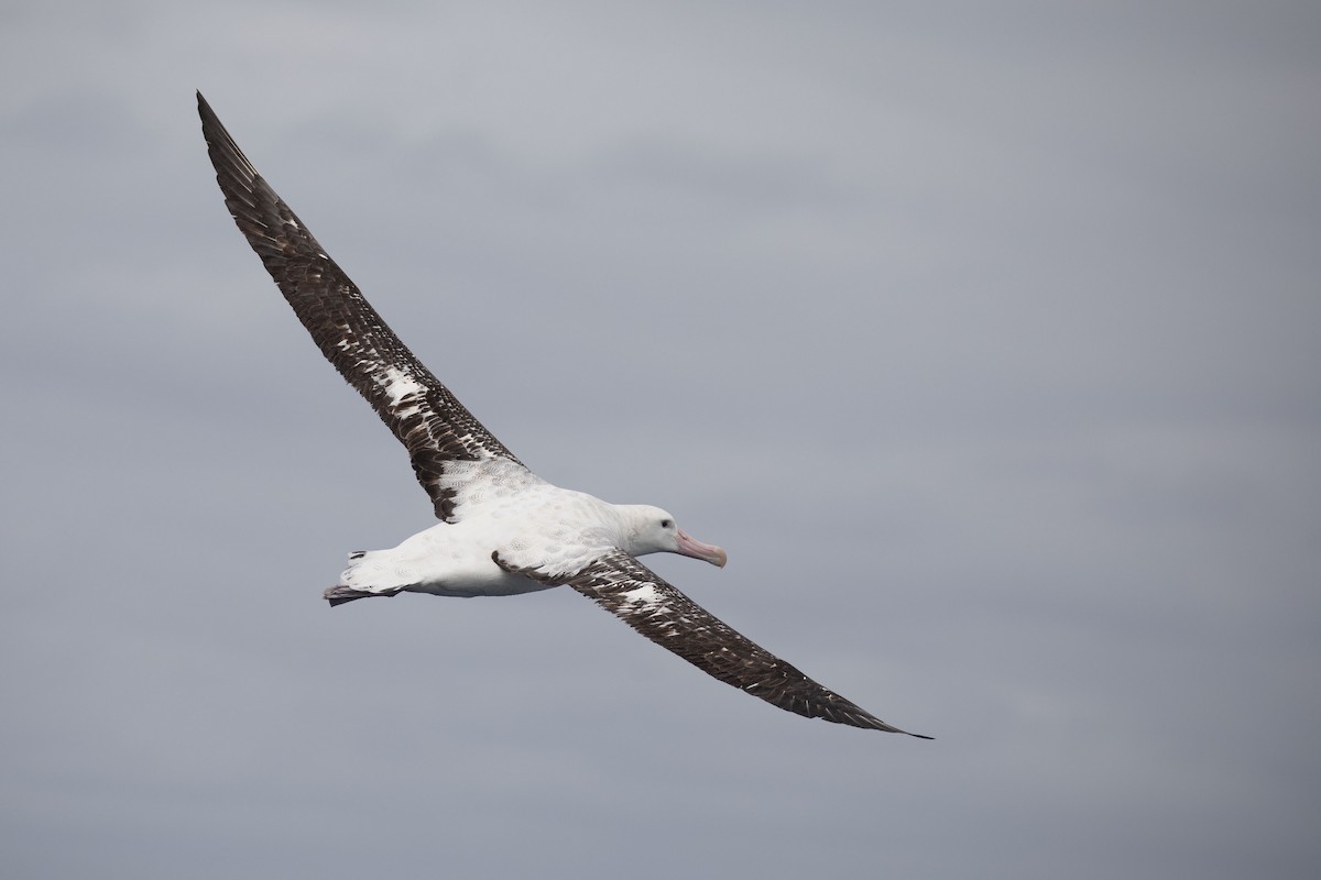 Antipodean Albatross (Gibson's) - ML634781097