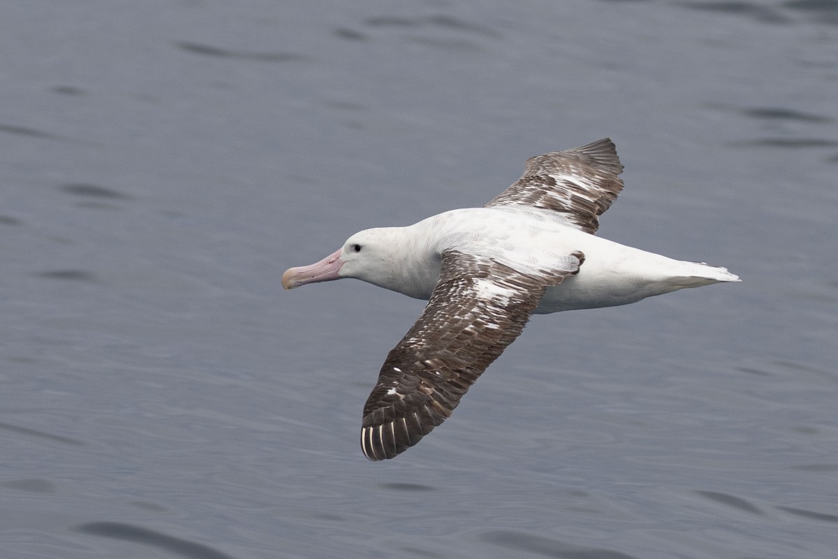 Antipodean Albatross (Gibson's) - ML634781098