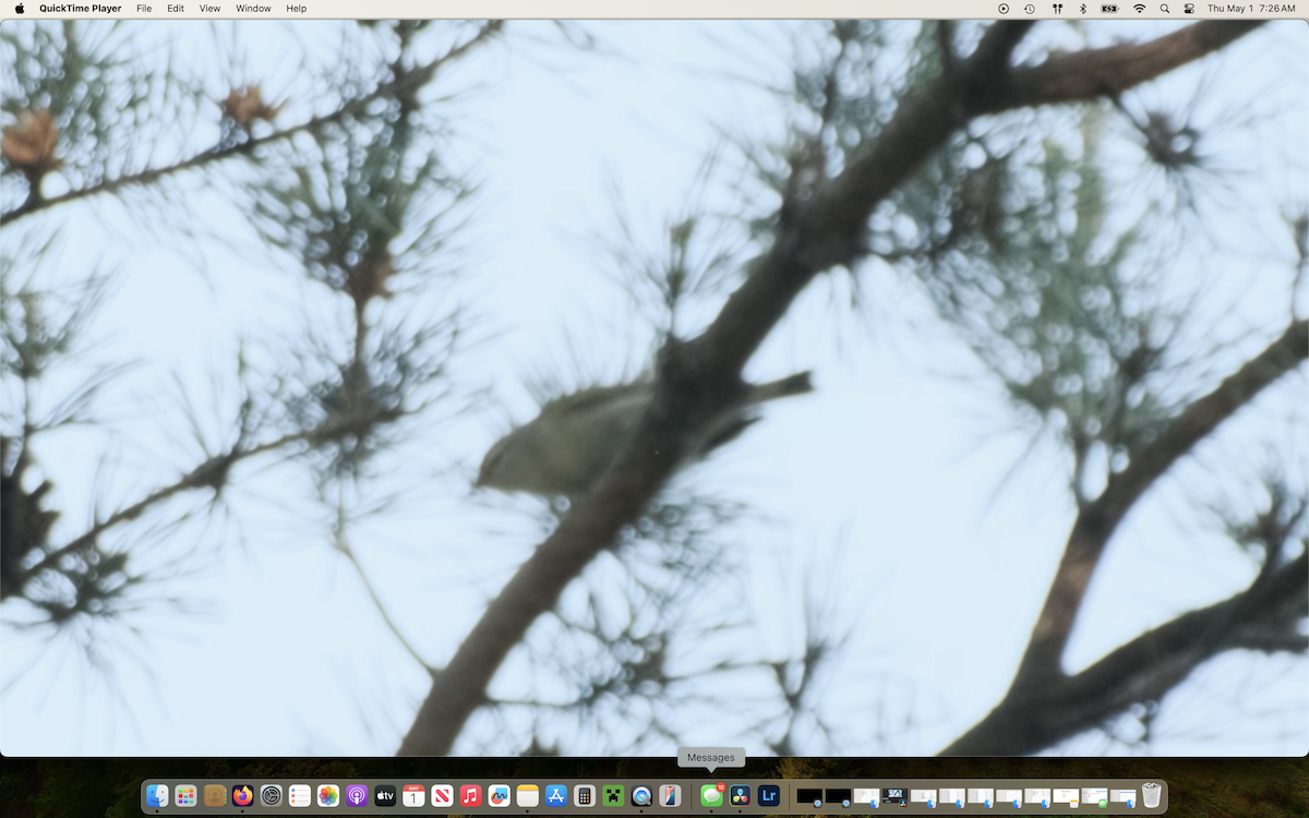 Tennessee Warbler - ML634781104