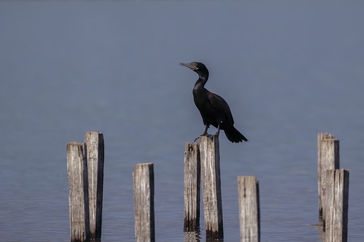 Neotropic Cormorant - ML634781177