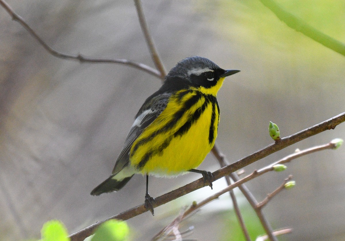 Magnolia Warbler - ML634781199