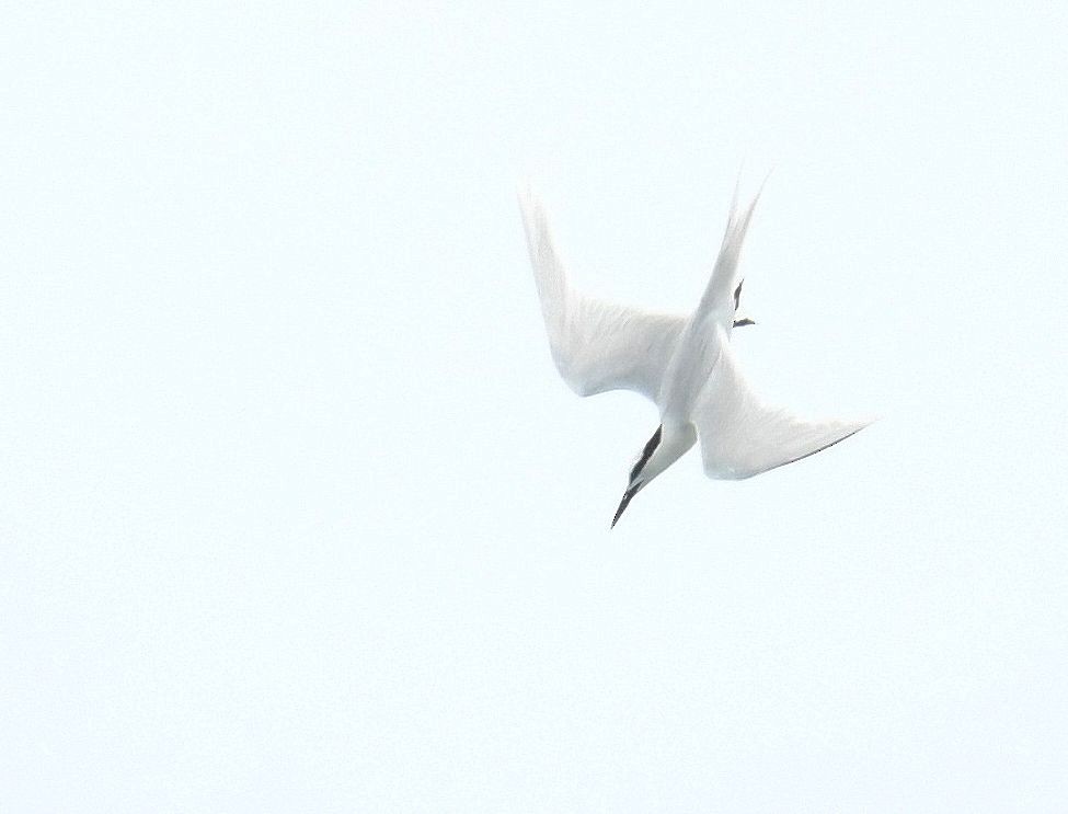 Black-naped Tern - ML634781330