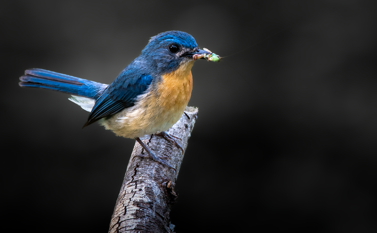 Tickell's Blue Flycatcher - ML634781380