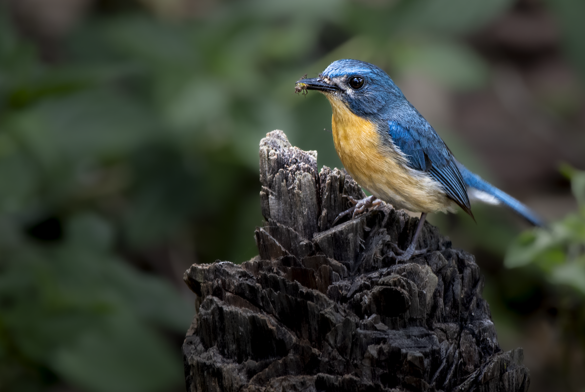 Tickell's Blue Flycatcher - ML634781381