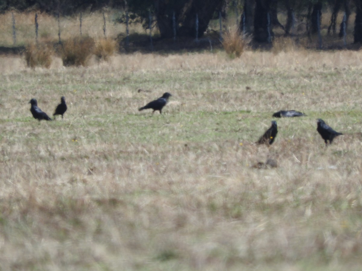 Little Raven - ML634781387