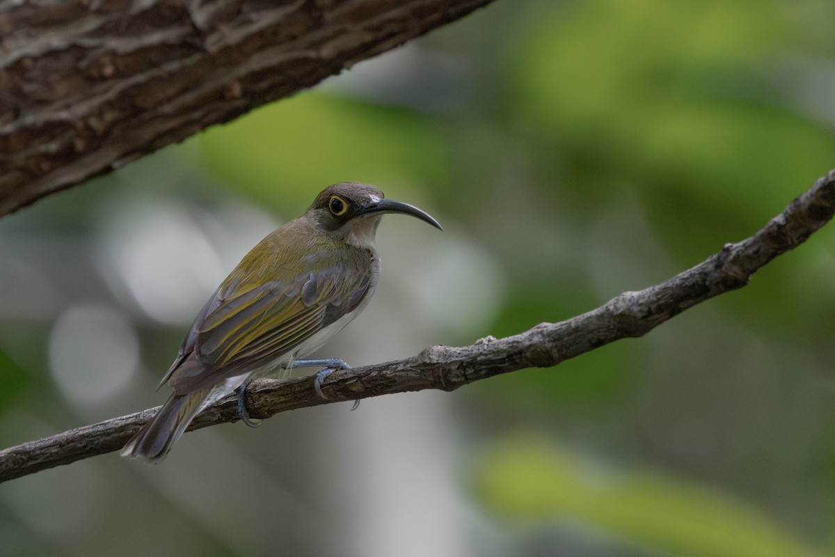 Pale Spiderhunter - ML634781388