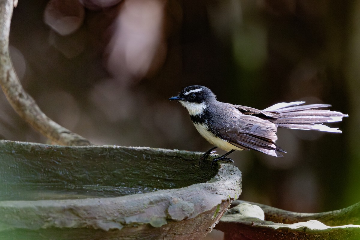 Philippine Pied-Fantail - ML634781406