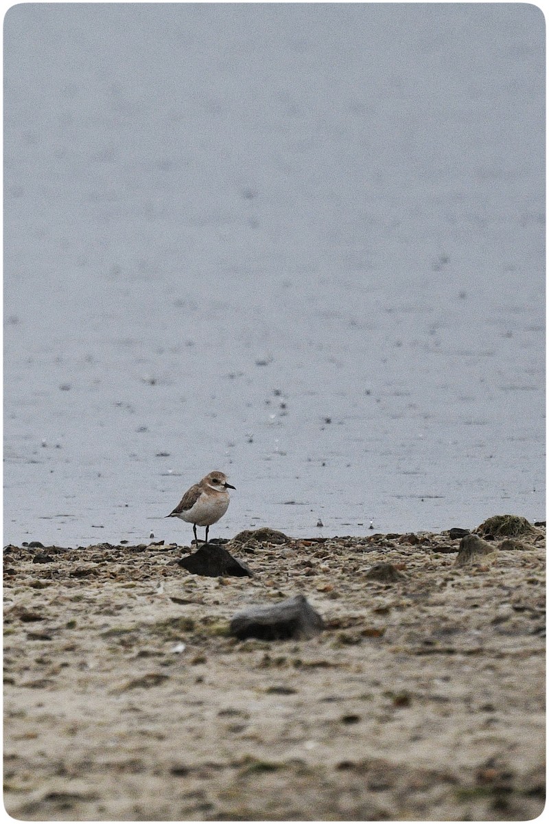 Greater Sand-Plover - ML634781477
