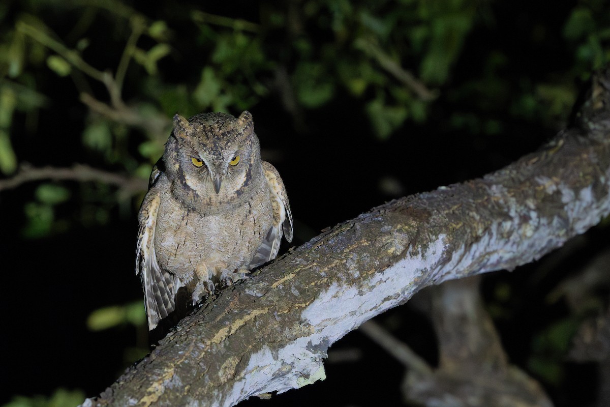Mantanani Scops-Owl - ML634781481