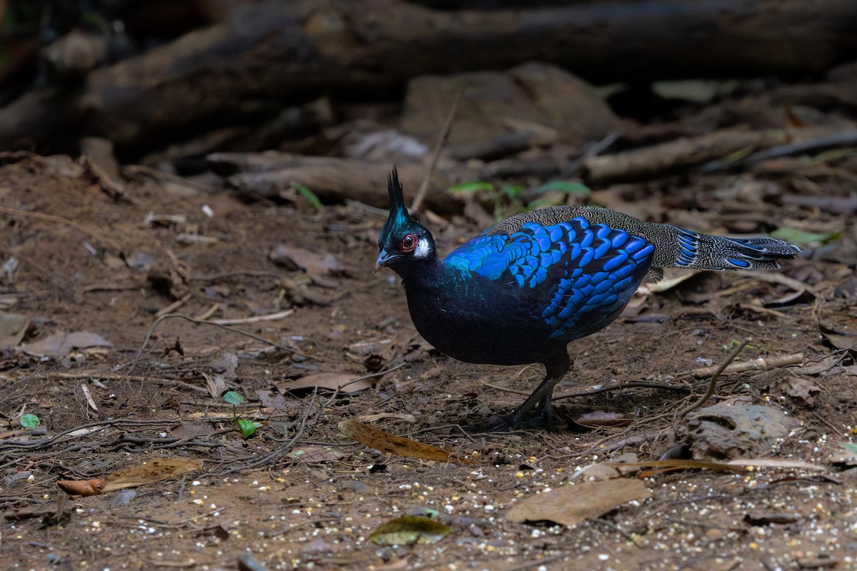 Palawan Peacock-Pheasant - ML634781536