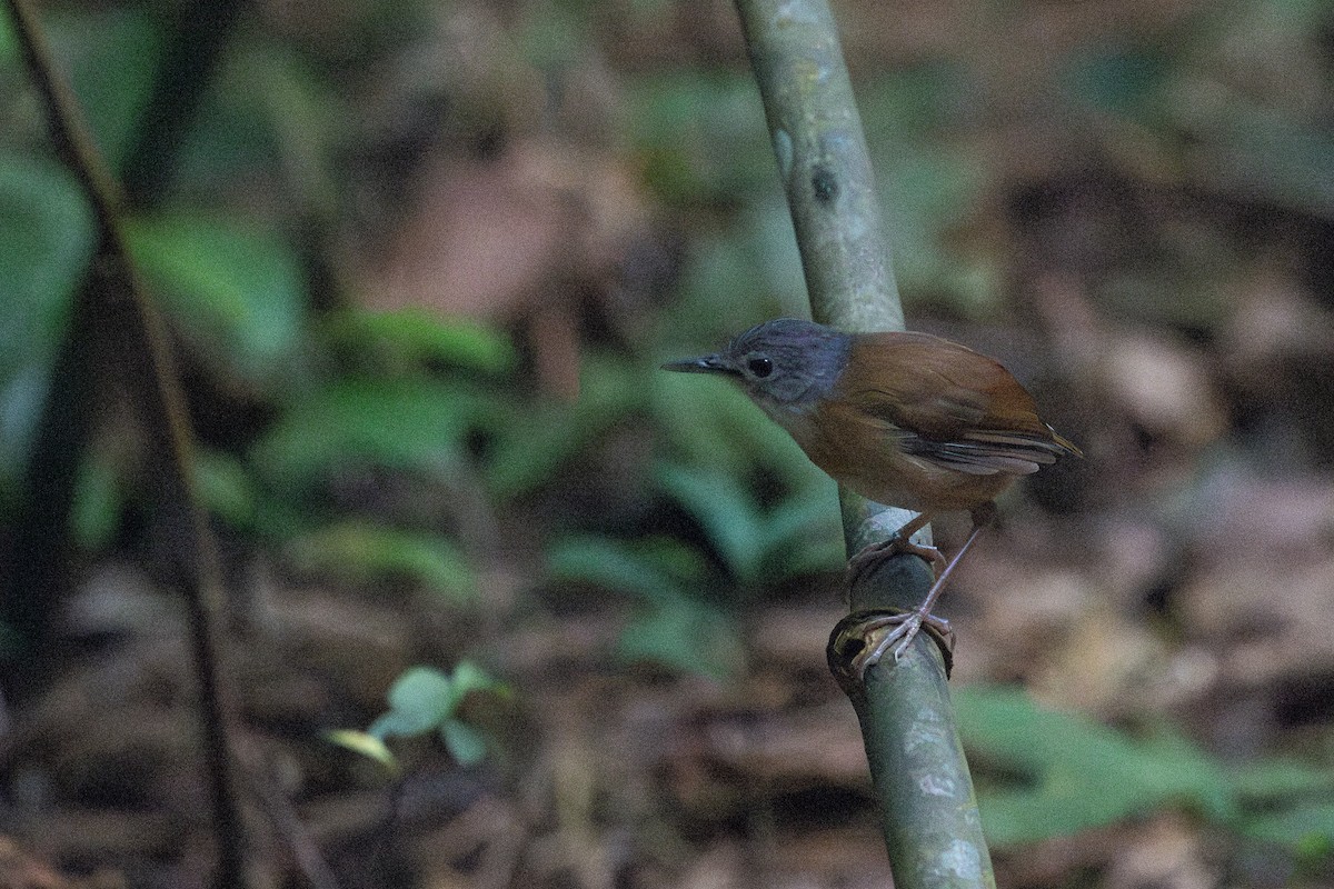 Ashy-headed Babbler - ML634781559