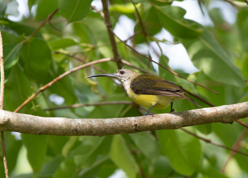 Little Spiderhunter - ML634781580