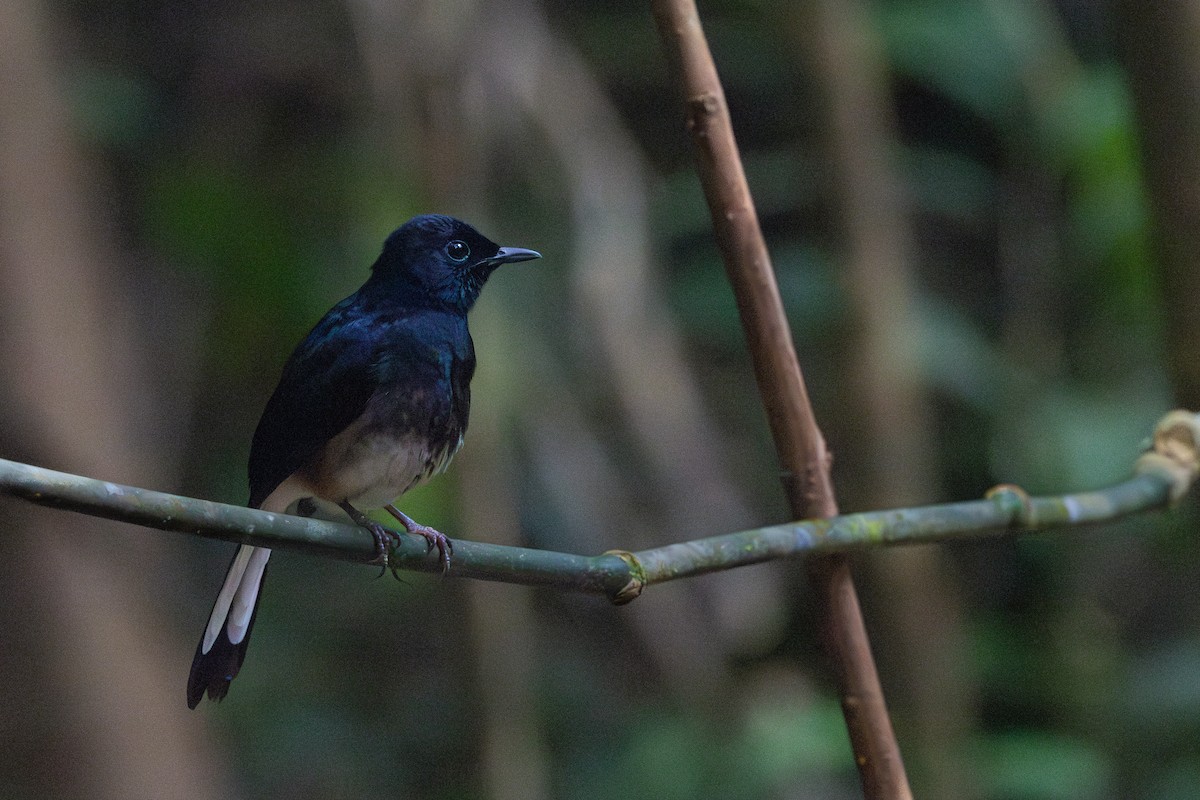 White-vented Shama - ML634781585