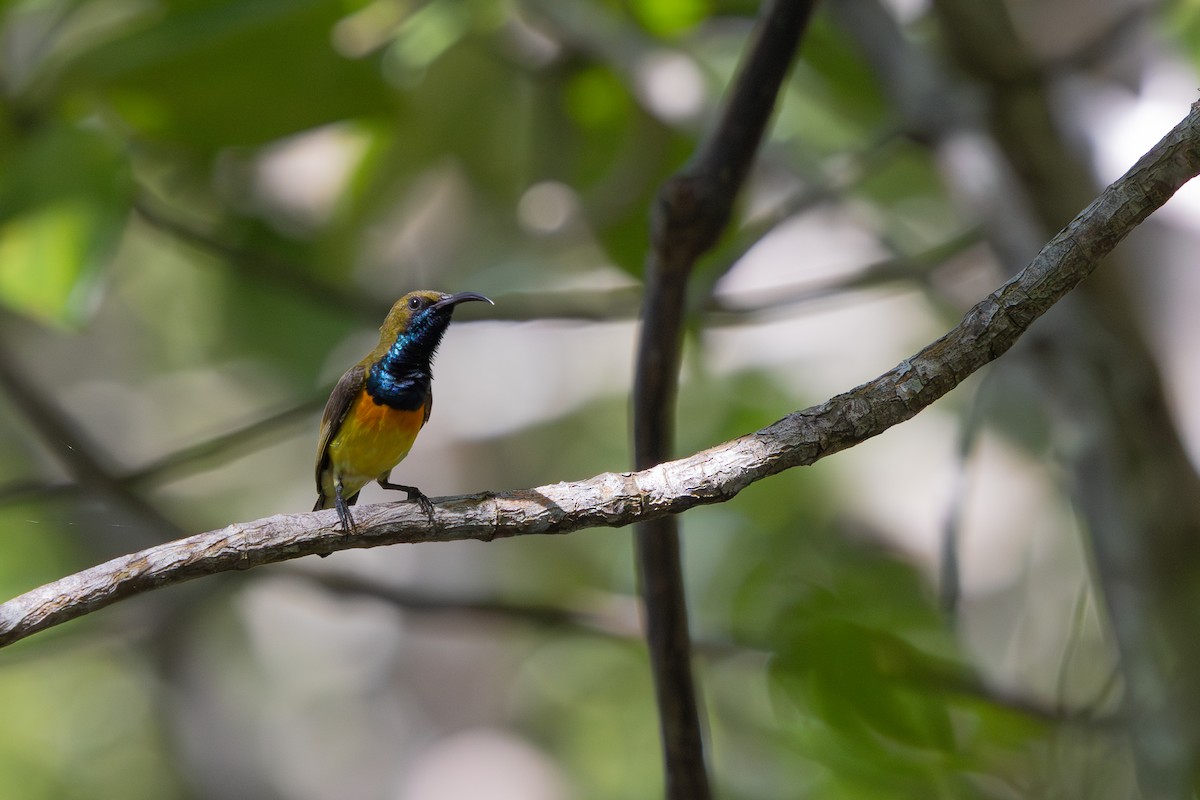 Palawan Sunbird - ML634781616