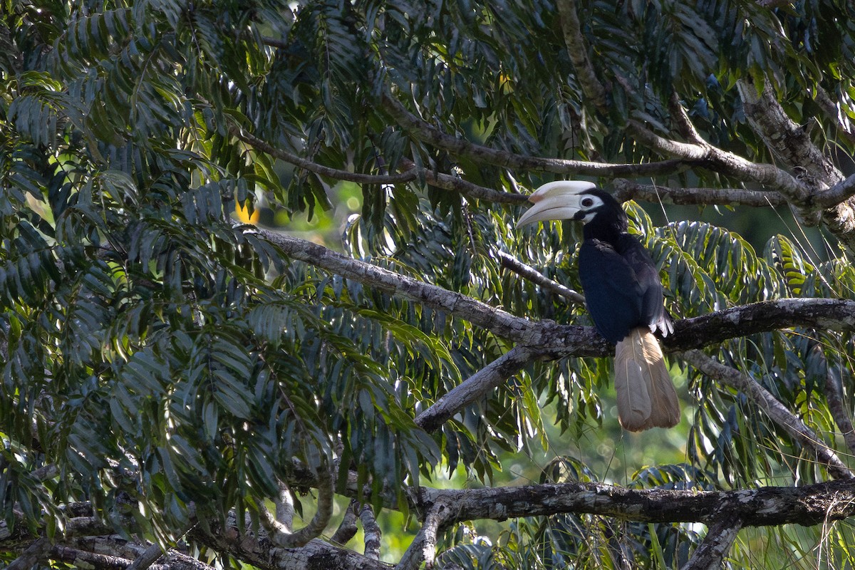 Cálao de Palawan - ML634781643