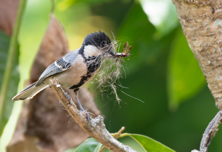 Asian Tit - ML634781663