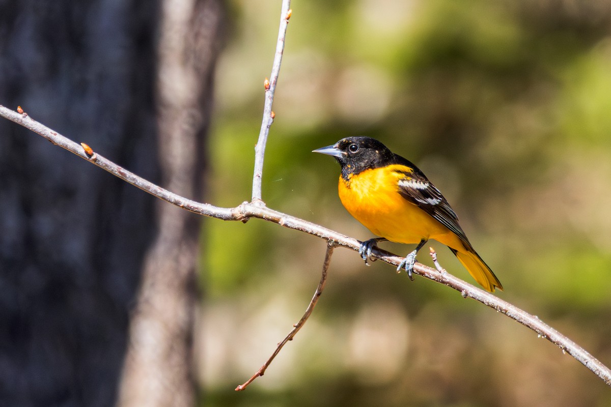 Baltimore Oriole - ML634781689