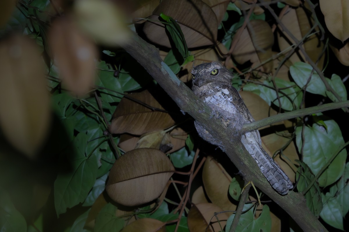 Palawan Frogmouth - ML634781723