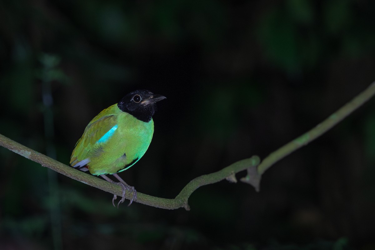 Western Hooded Pitta (Philippine) - ML634781741