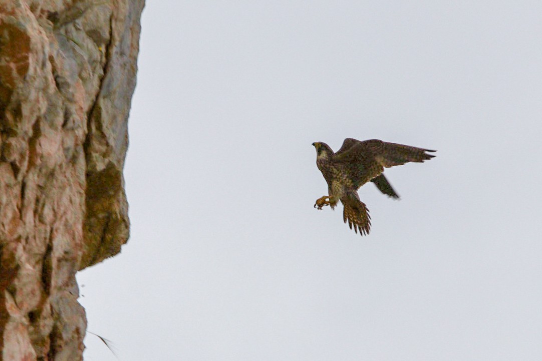 Peregrine Falcon - ML634781743