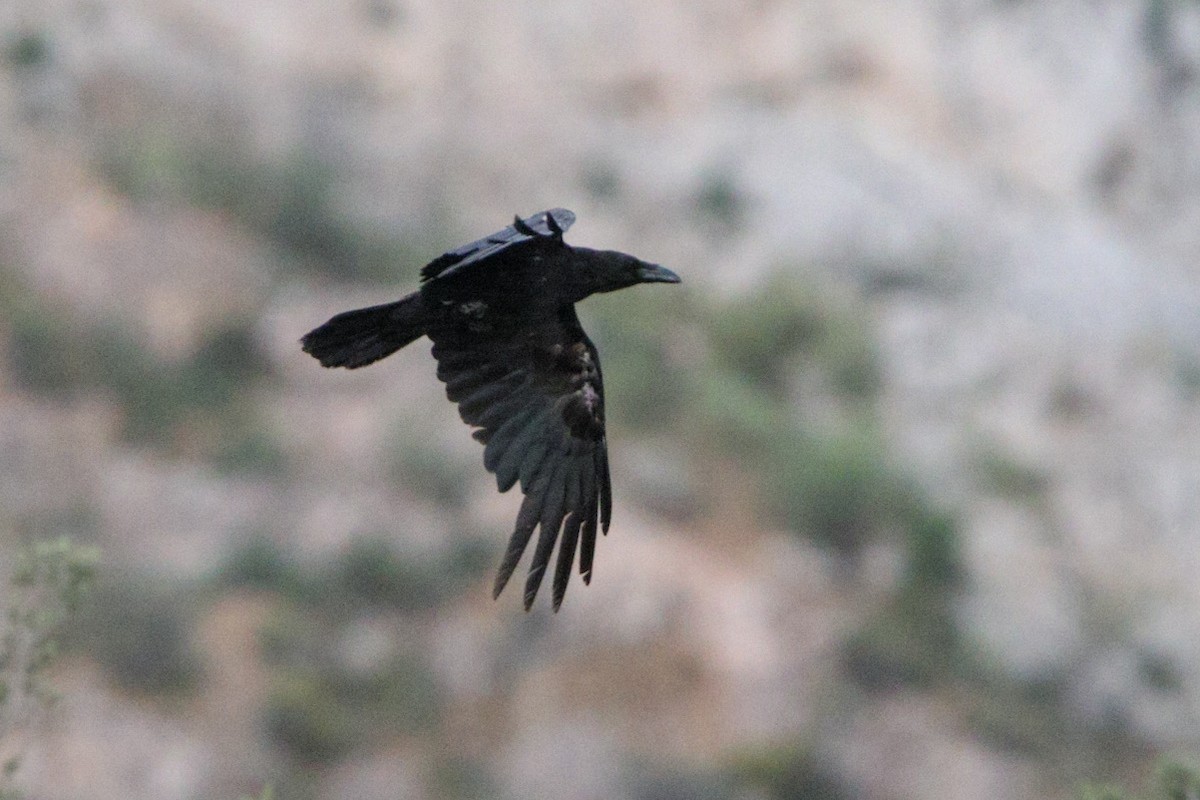 Common Raven - ML634781750