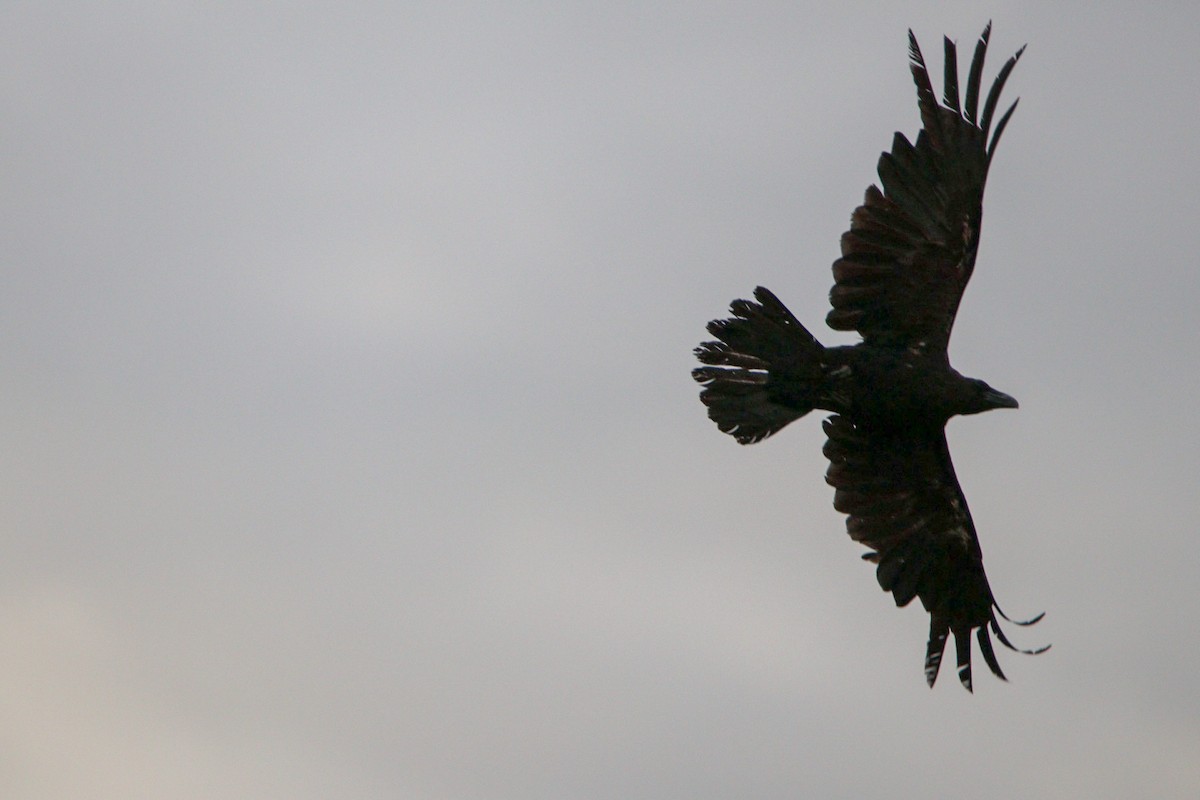 Common Raven - ML634781751