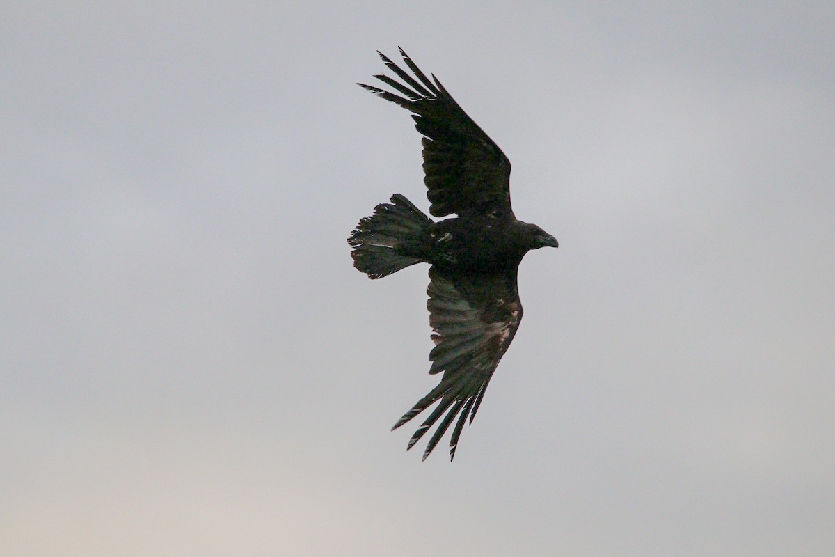 Common Raven - ML634781752