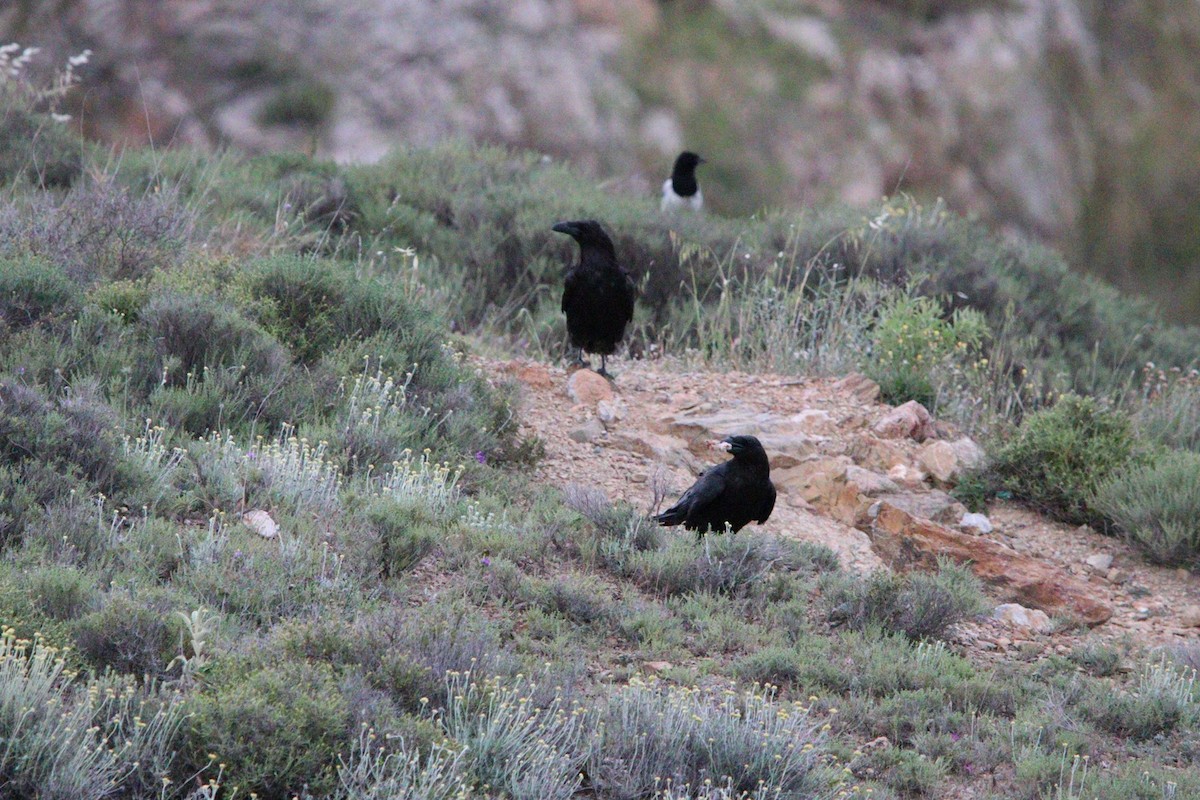 Common Raven - ML634781753