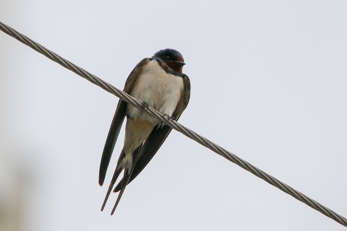 Barn Swallow - ML634781758
