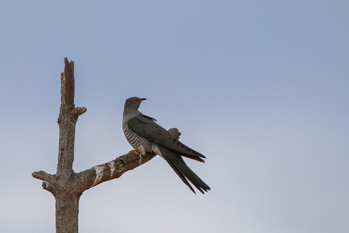 Common Cuckoo - ML634781839