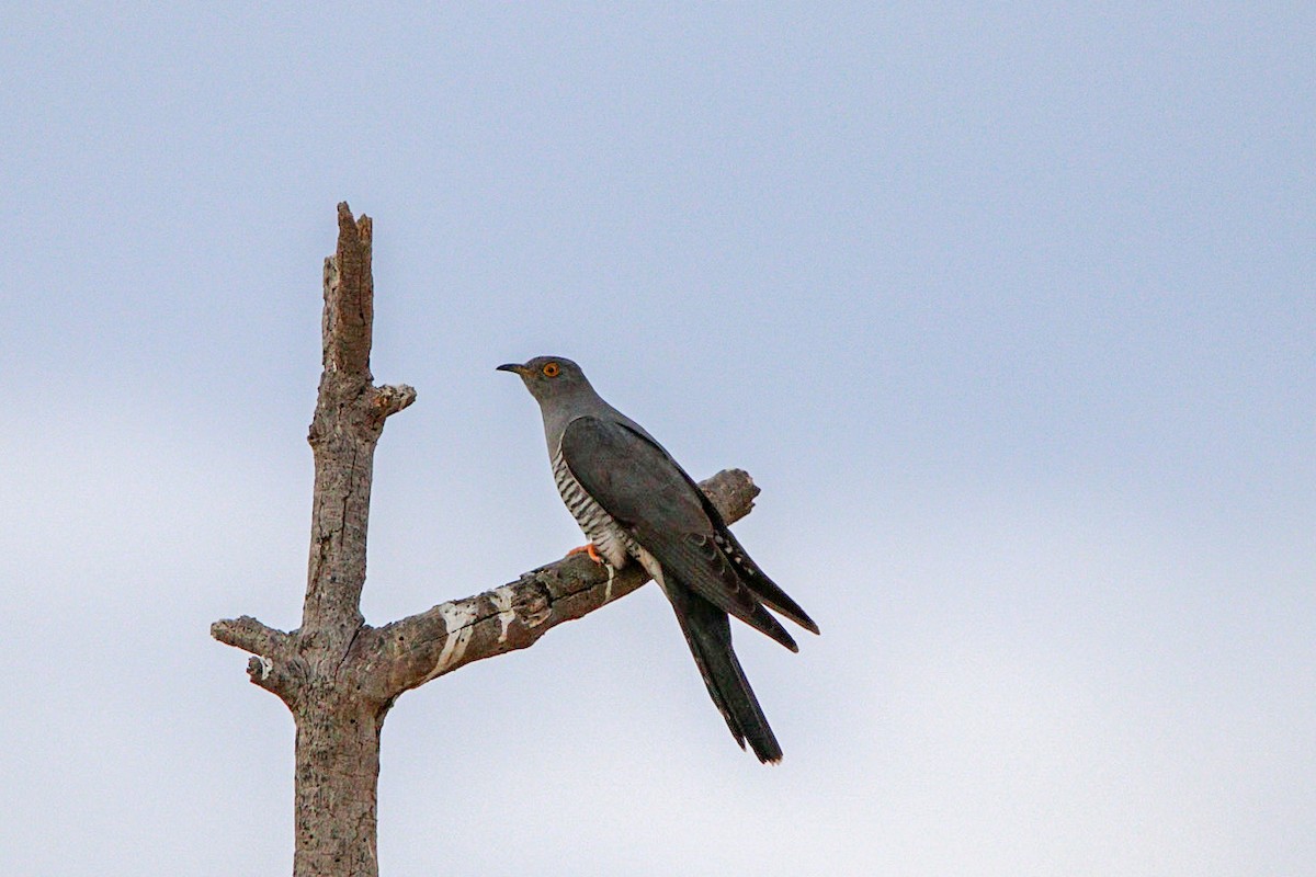 Common Cuckoo - ML634781840