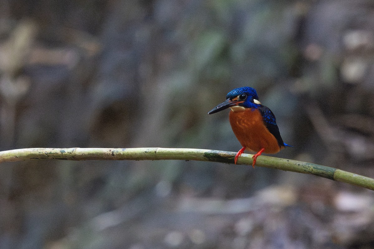 Blue-eared Kingfisher - ML634781853