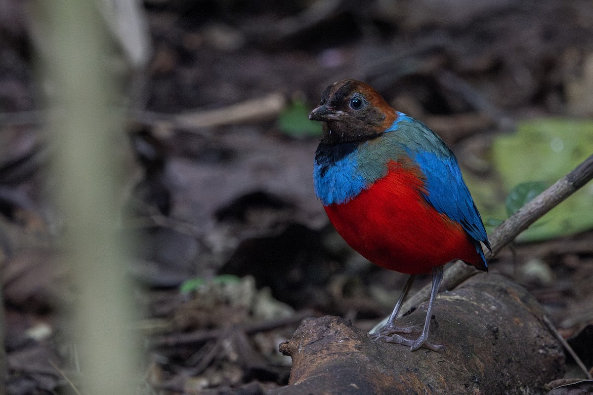 Philippine Pitta - ML634781872