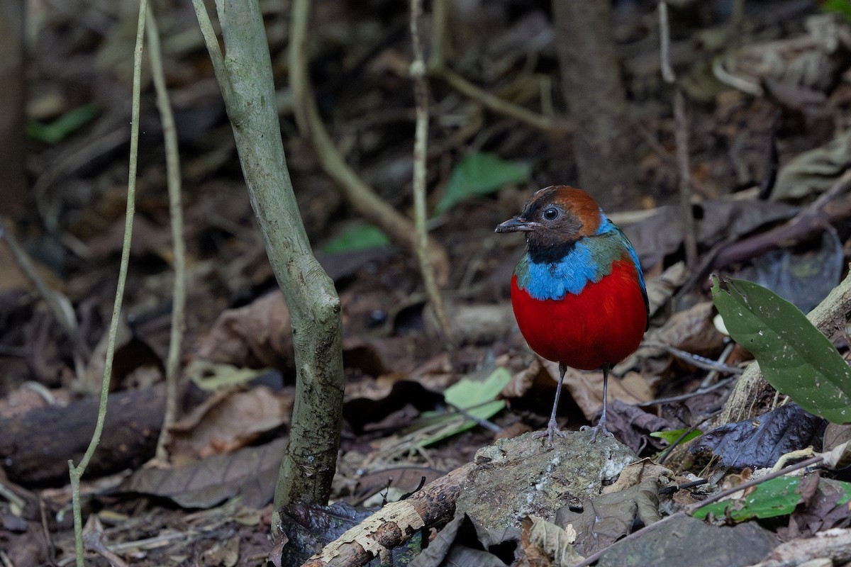 Philippine Pitta - ML634781873