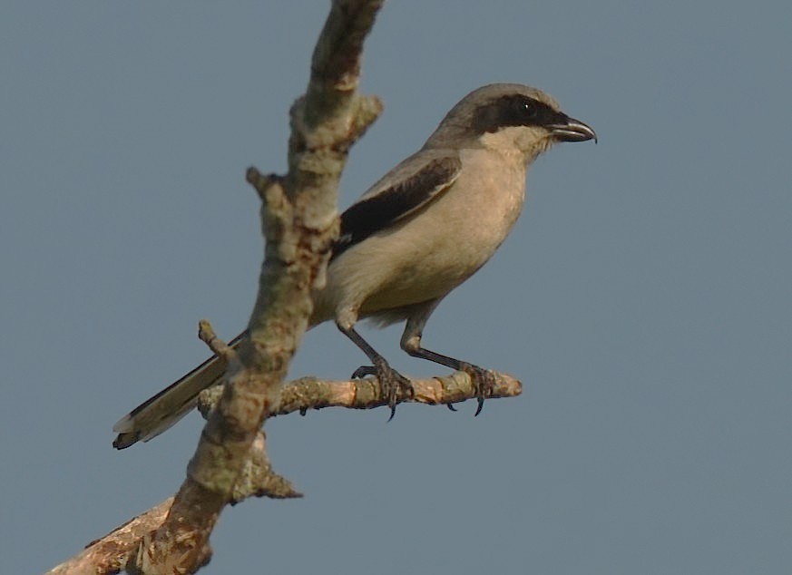 Loggerhead Shrike - ML634781879
