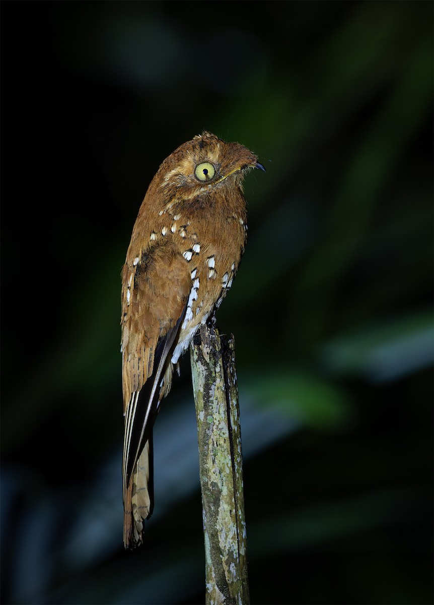 Rufous Potoo - ML634781883