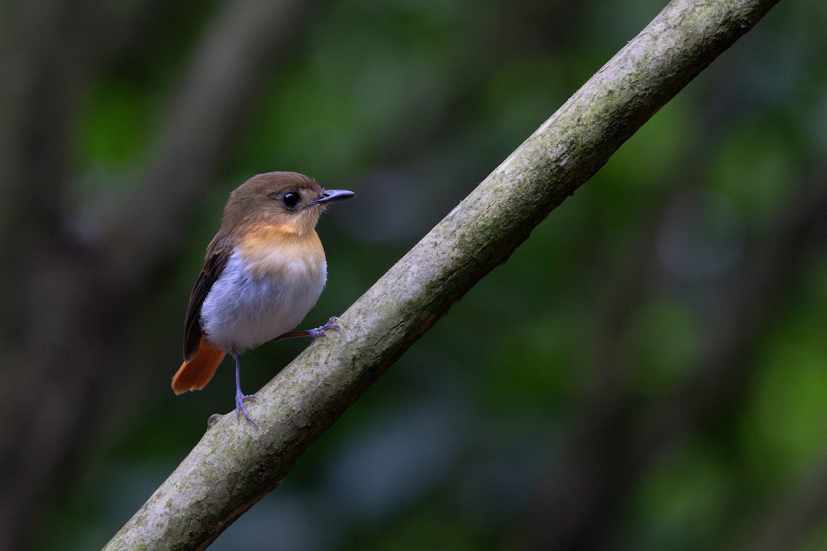 Palawan Flycatcher - ML634781897