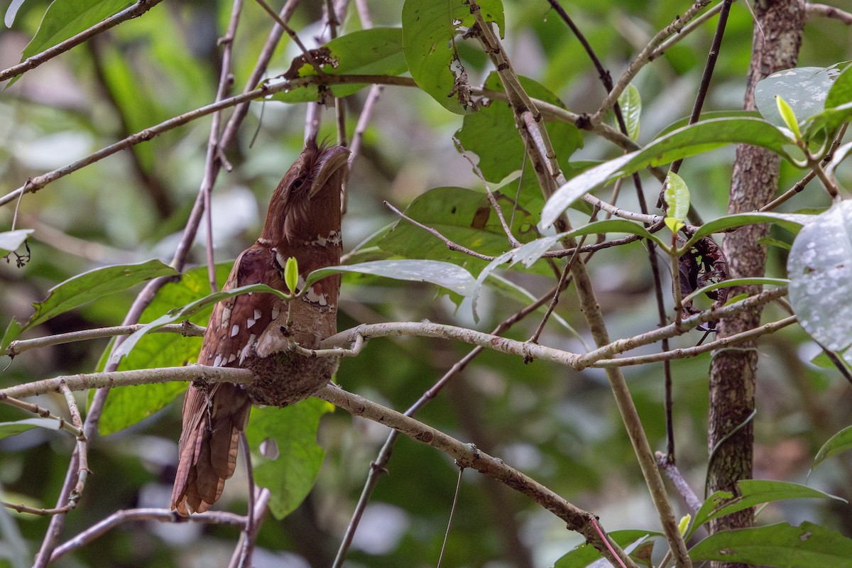 Philippine Frogmouth - ML634781972