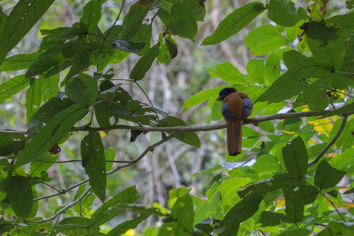 Philippine Trogon - ML634781991