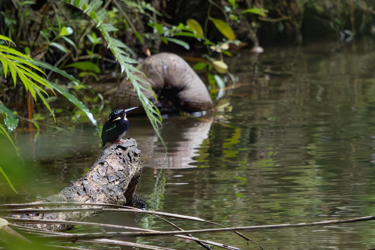 Northern Silvery-Kingfisher - ML634782044