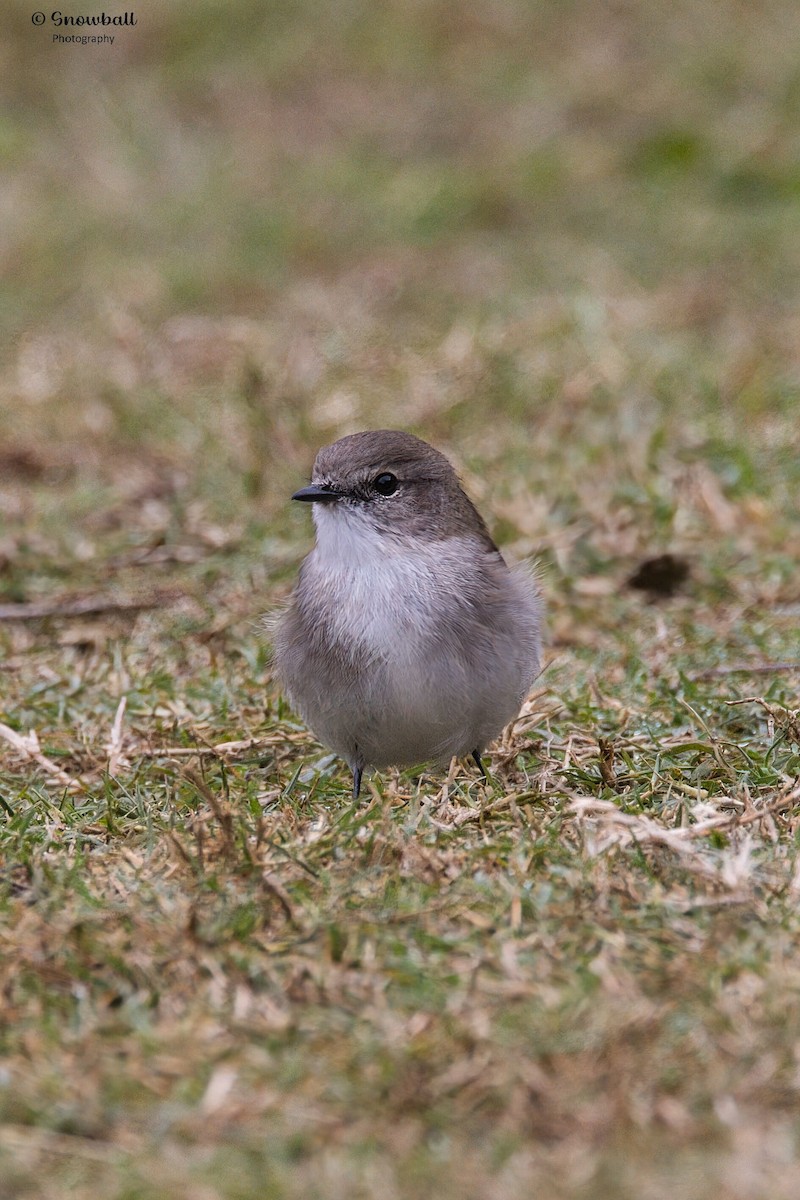 Jacky-winter - ML634782070