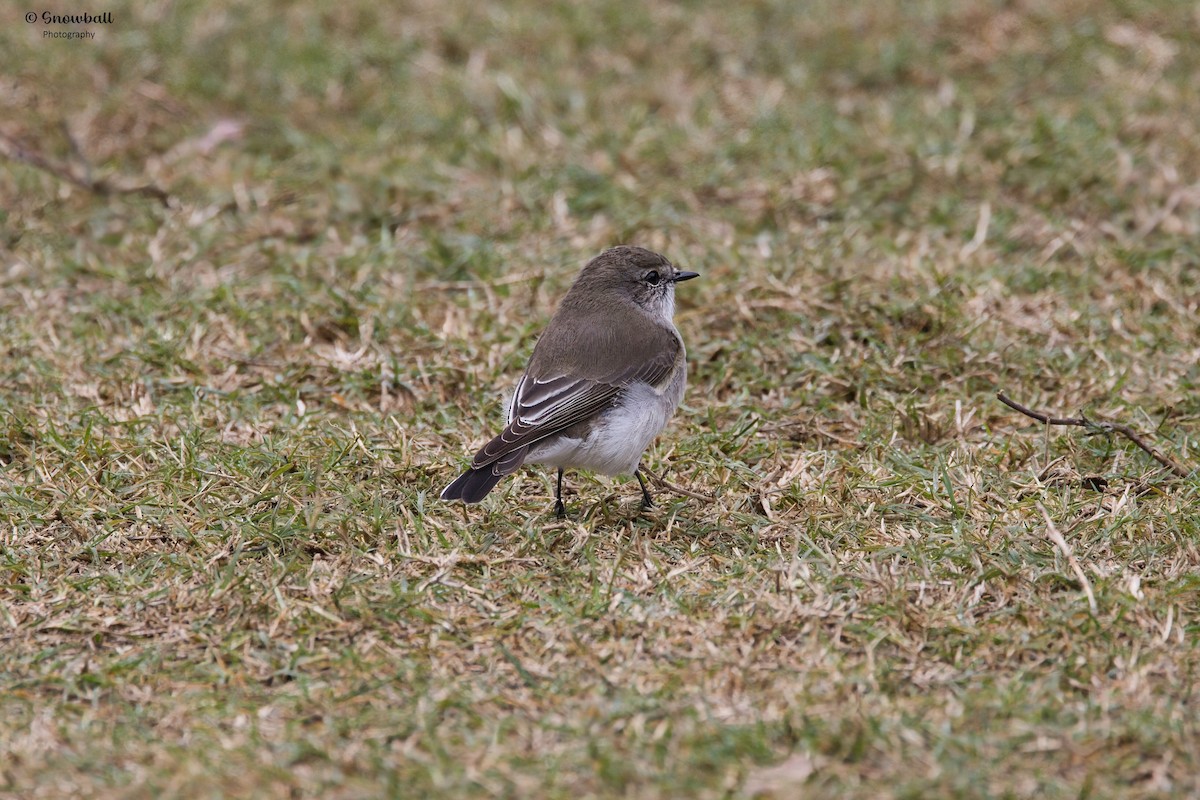 Jacky-winter - ML634782072
