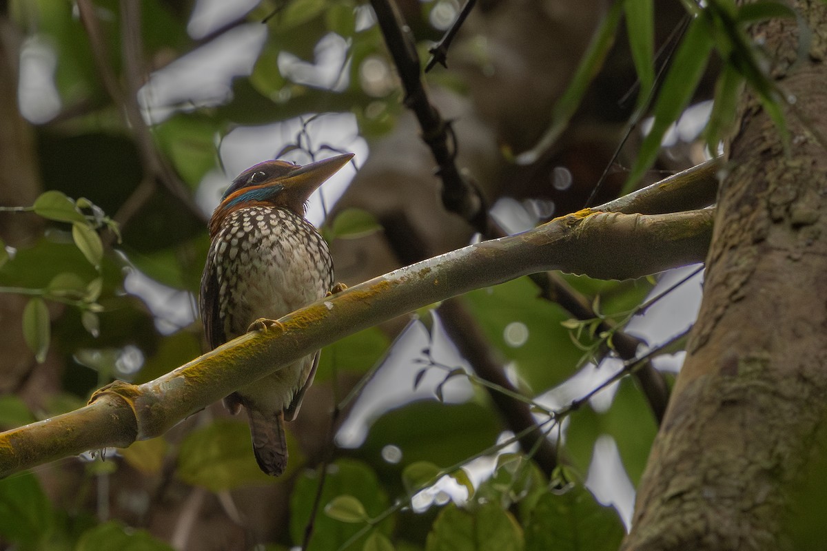 Spotted Kingfisher - ML634782151